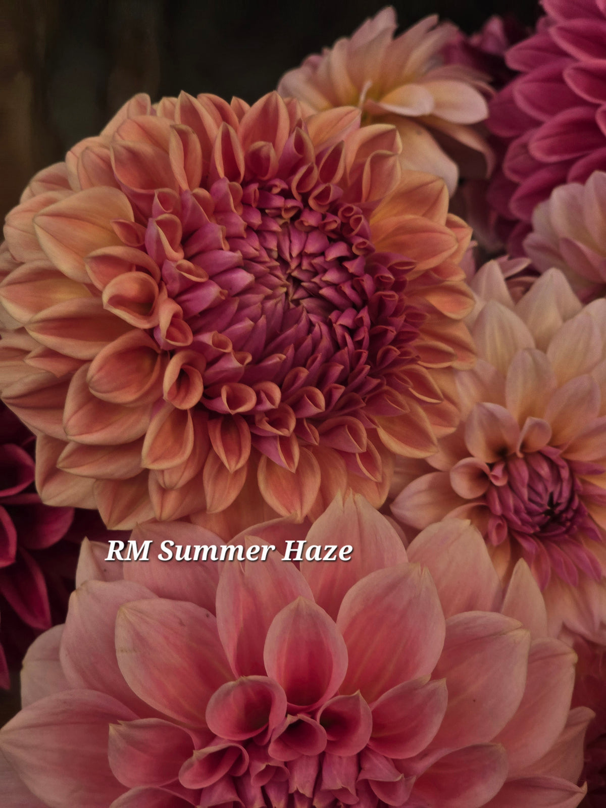 RM Summer Haze