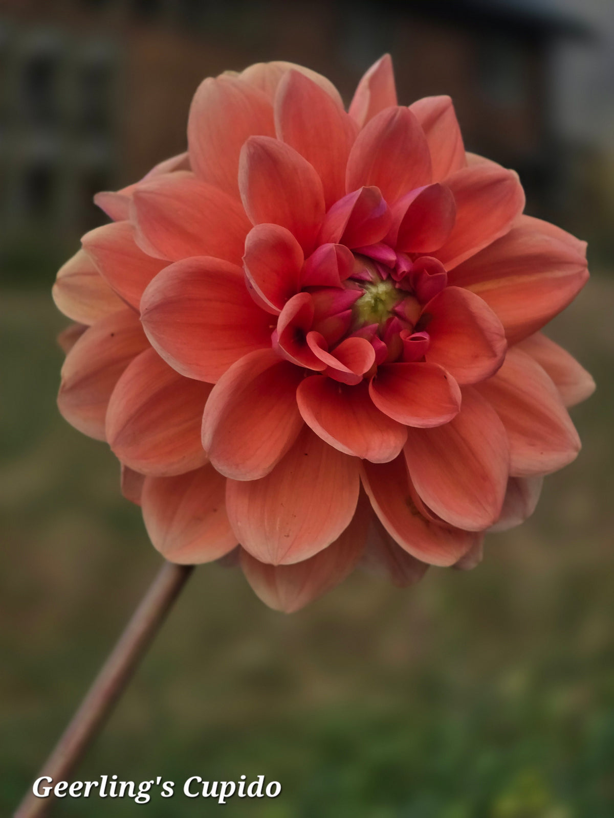 Geerling's Cupido