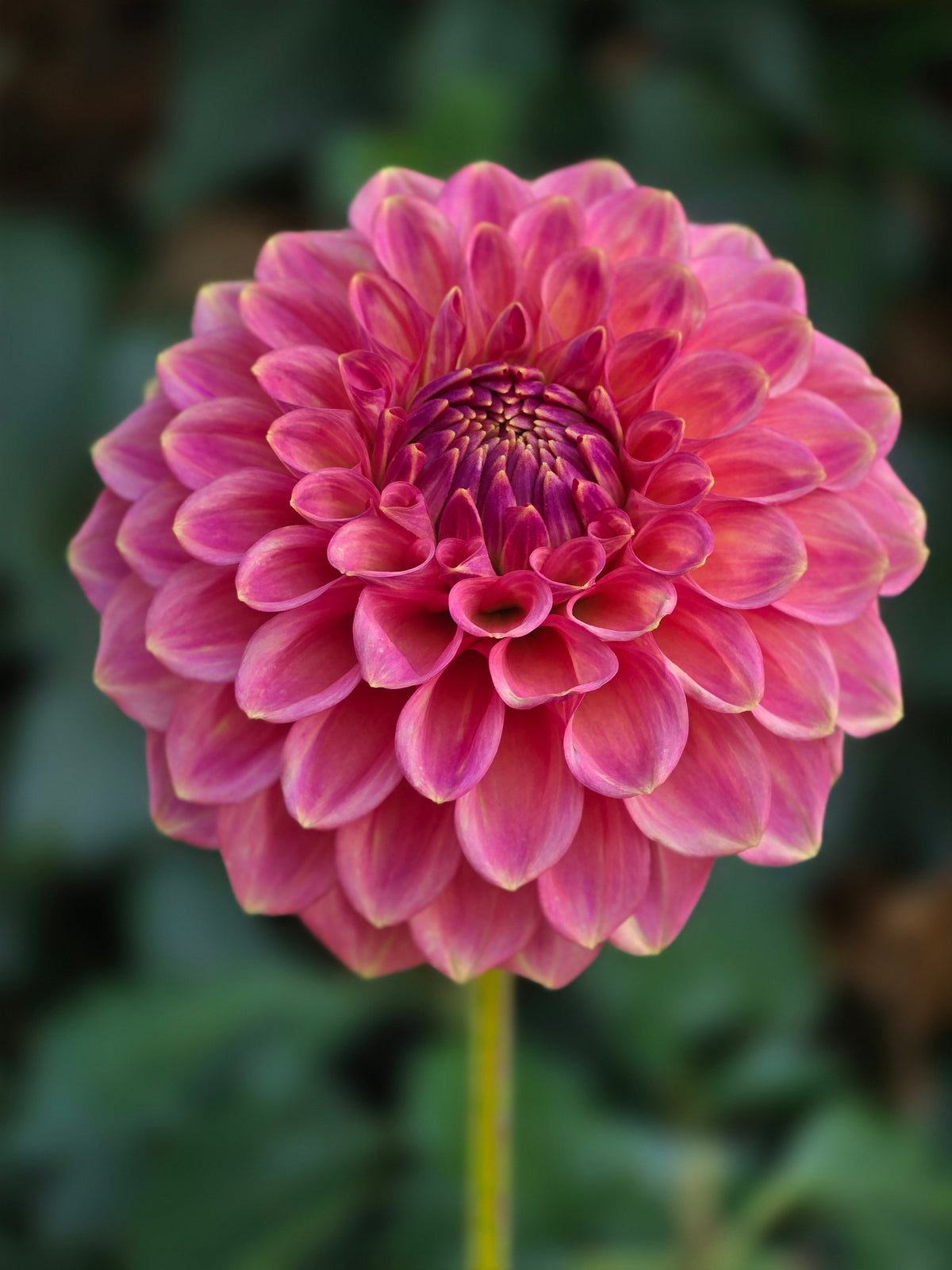 Florelie Flamingo *Limit 1*