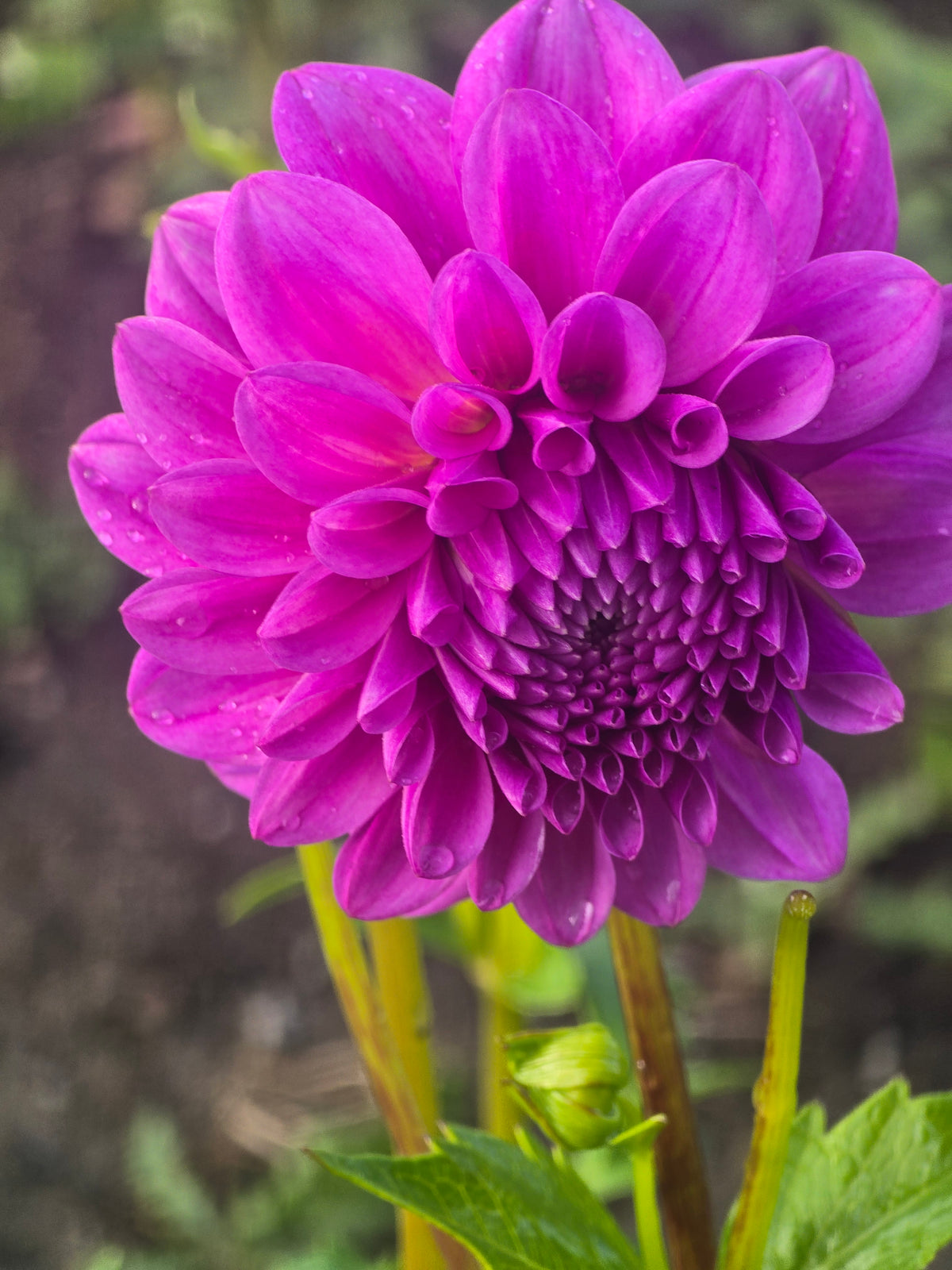 Florelie Jeanette *Limit 1*