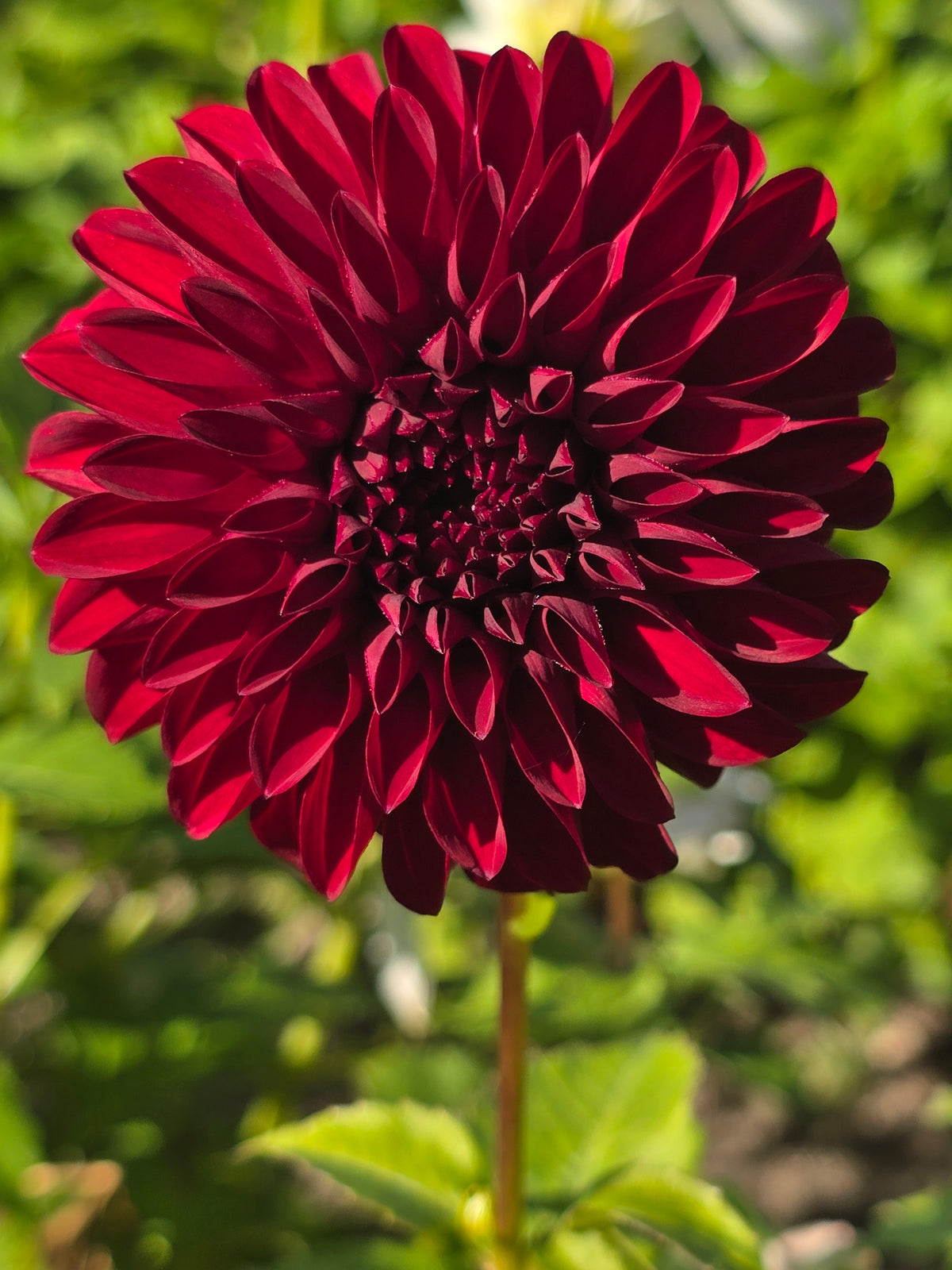 River's Black Cherry