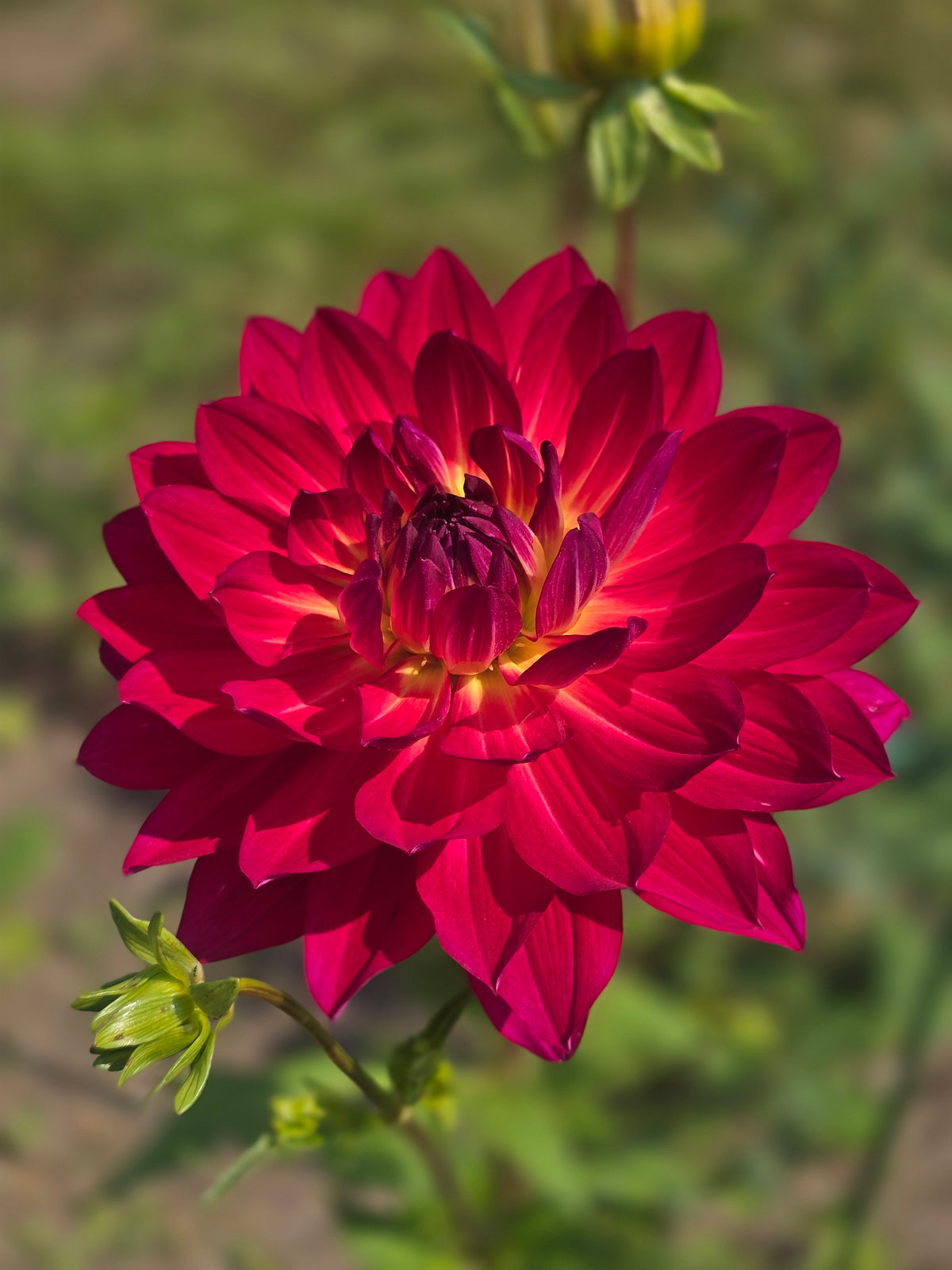 Hollyhill Pink Tigress *Read Description *