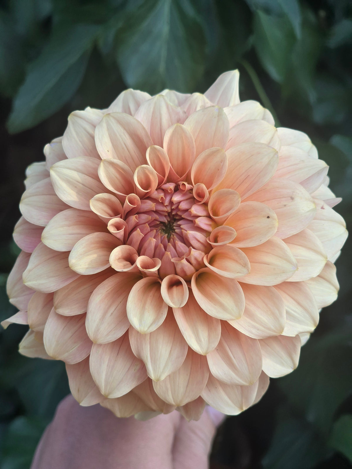 RM Peachy Pink