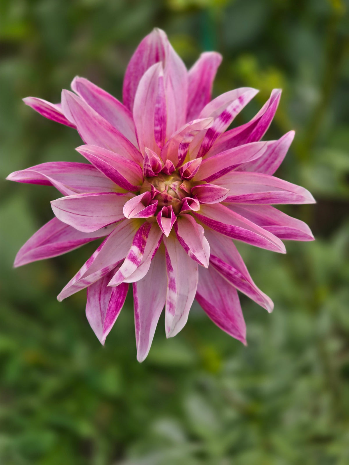 Pink Girrafe