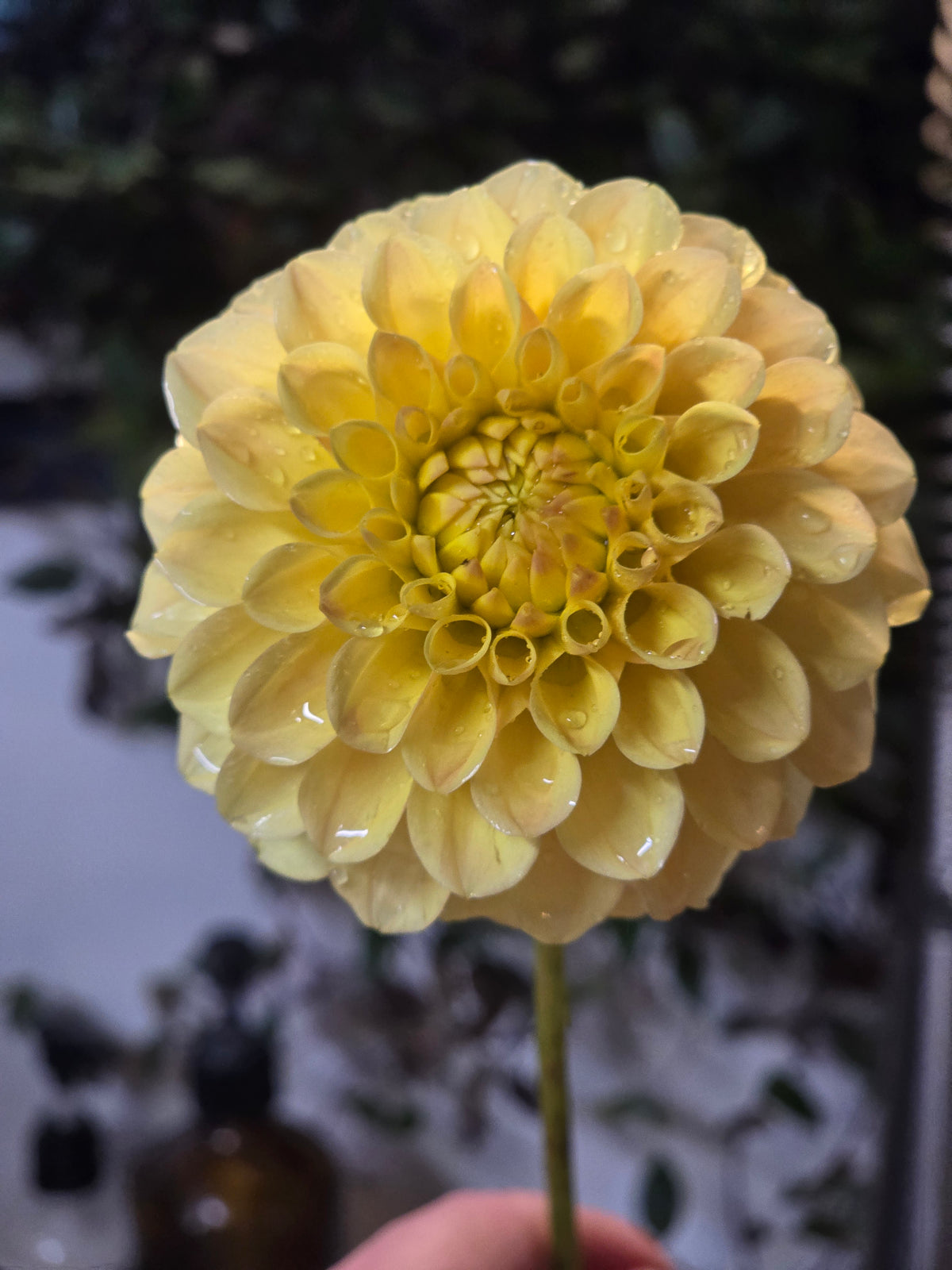 Ferncliff Sunstruck