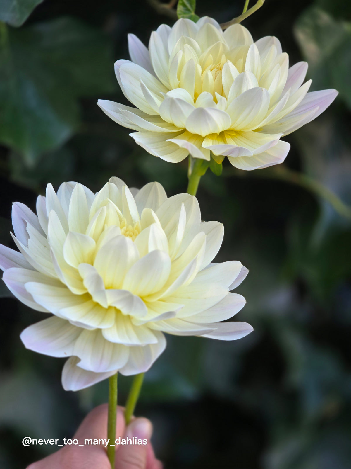 Hollyhill Creamy