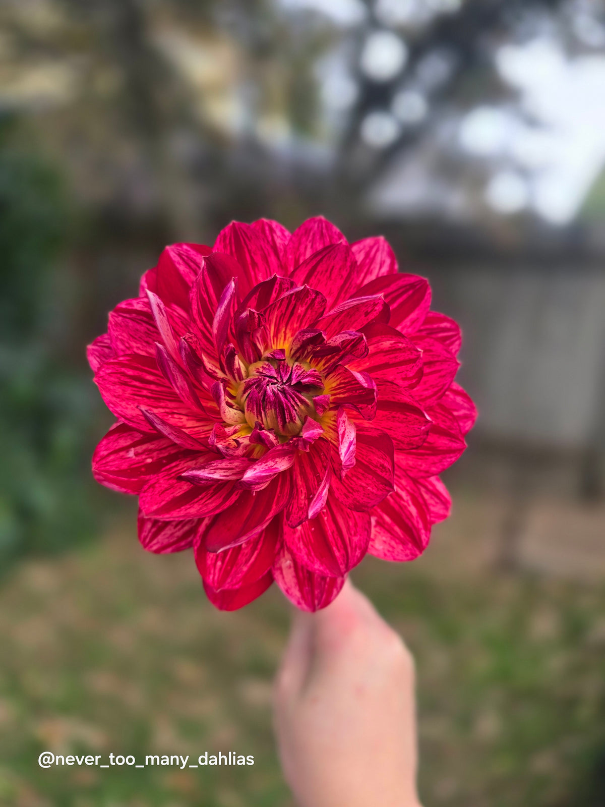 Hollyhill Tiger Rose