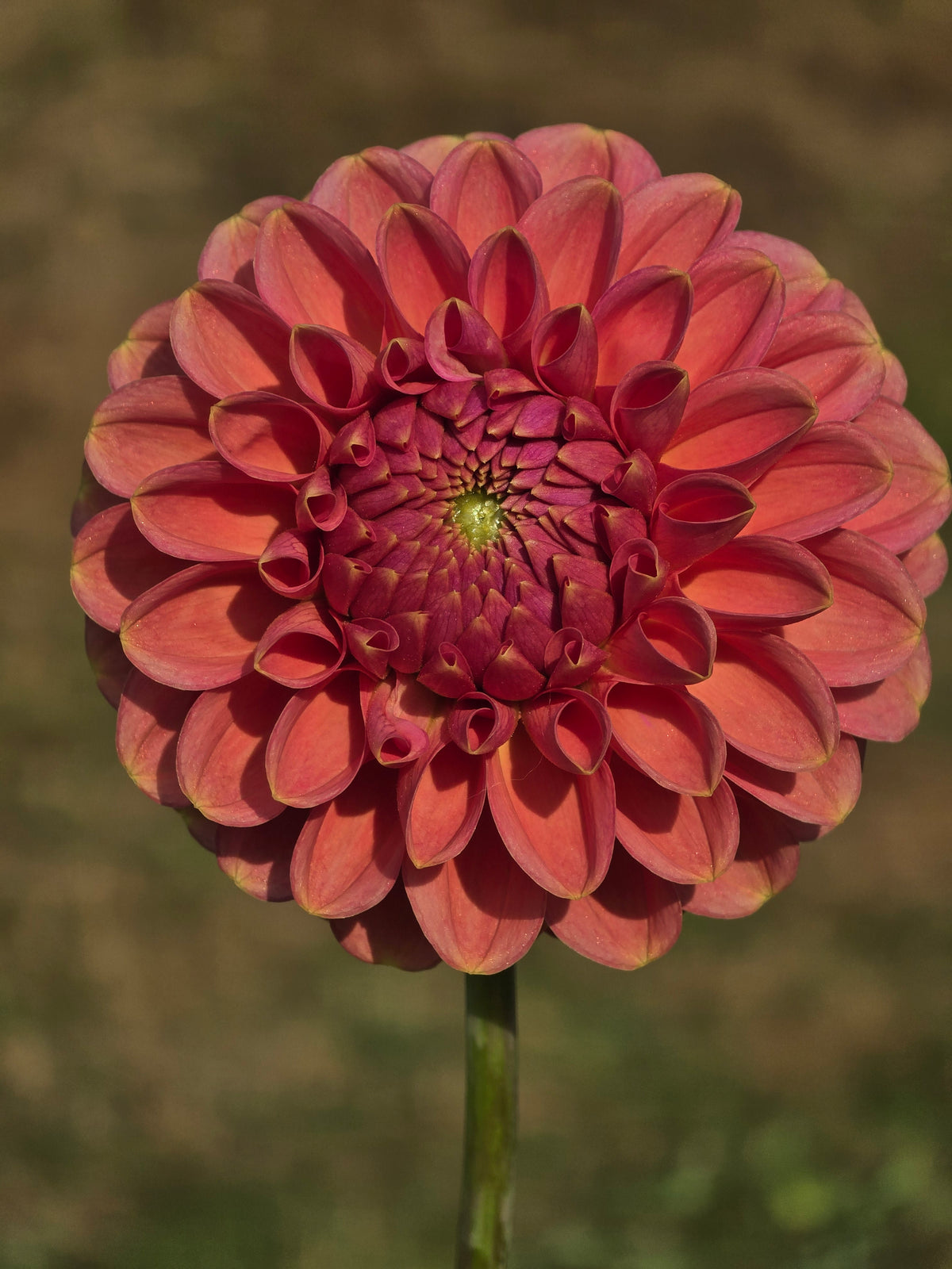 RM Copper Shimmer