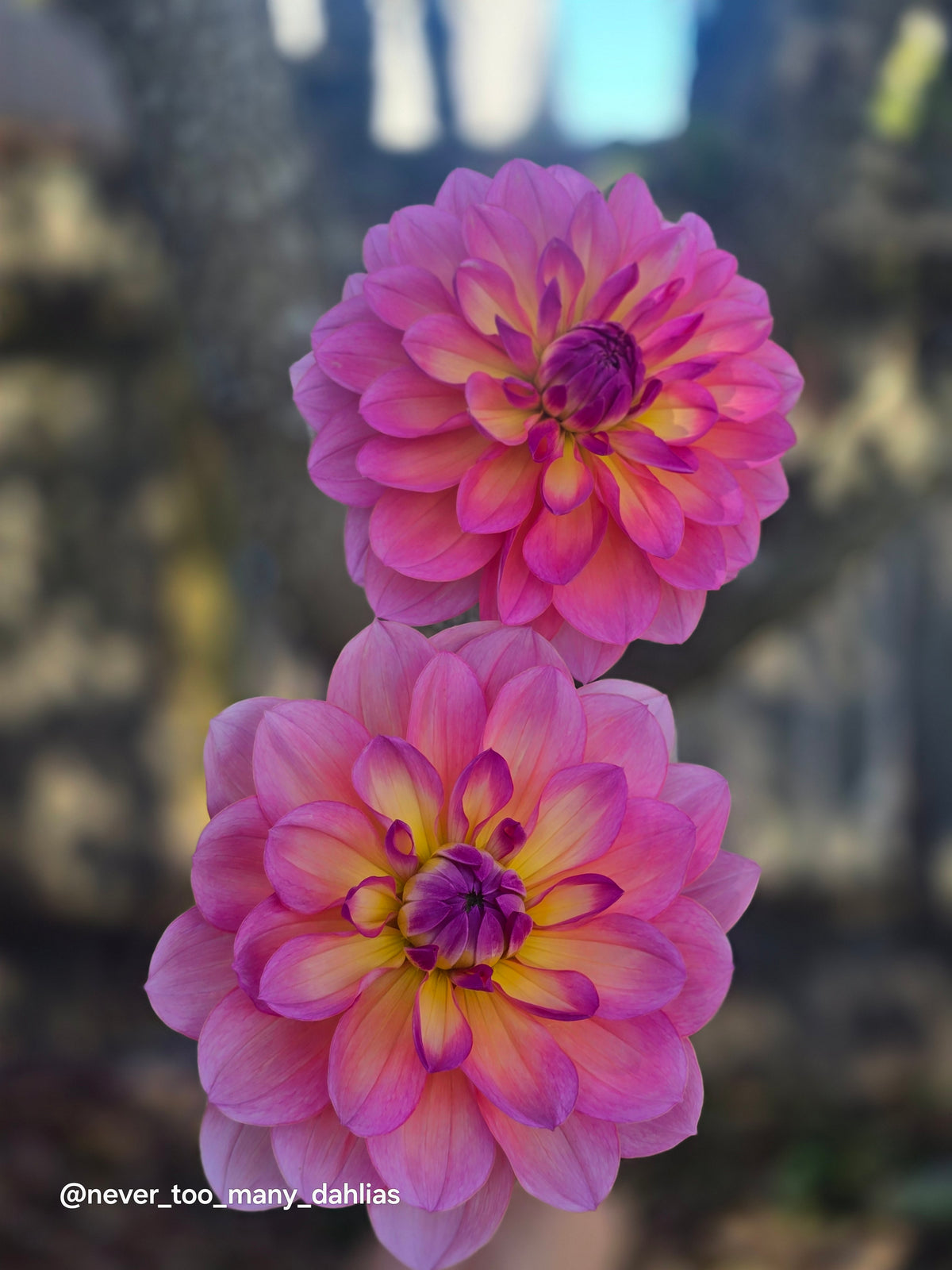 Sandia Rose