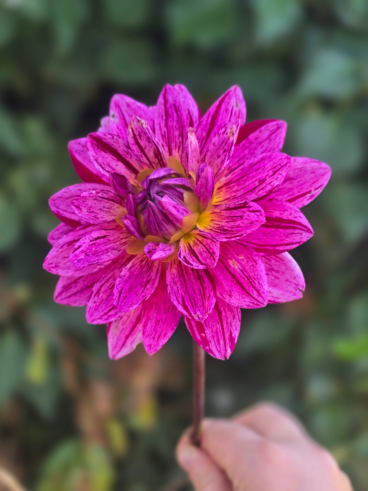 Hollyhill Color Magic
