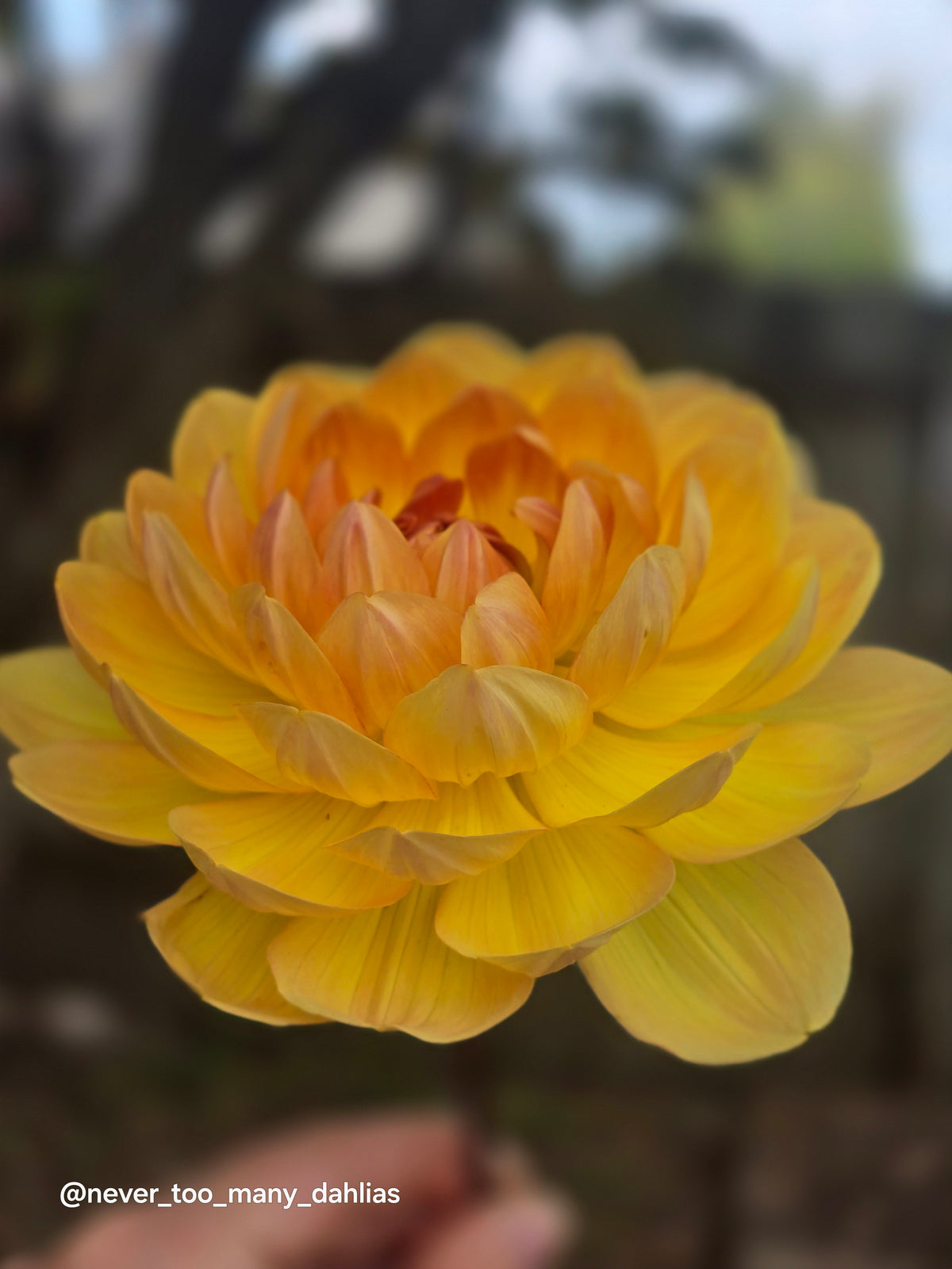 Hollyhill Honeygold