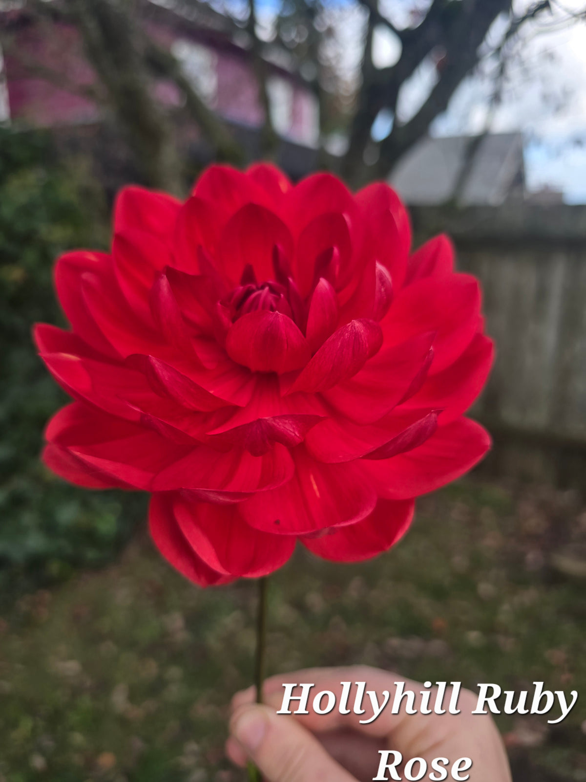 Hollyhill Ruby Rose