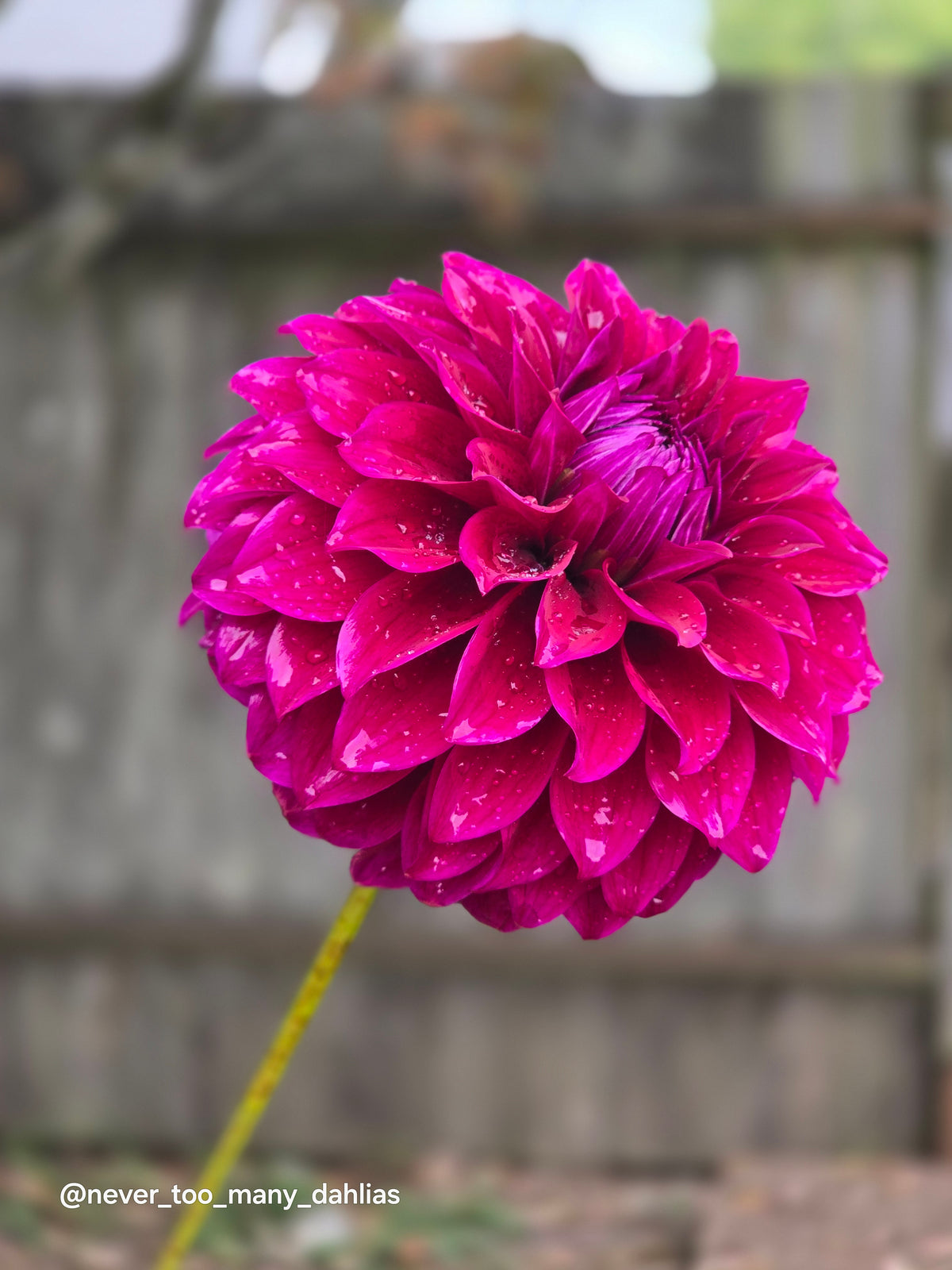 Colleen Mooney