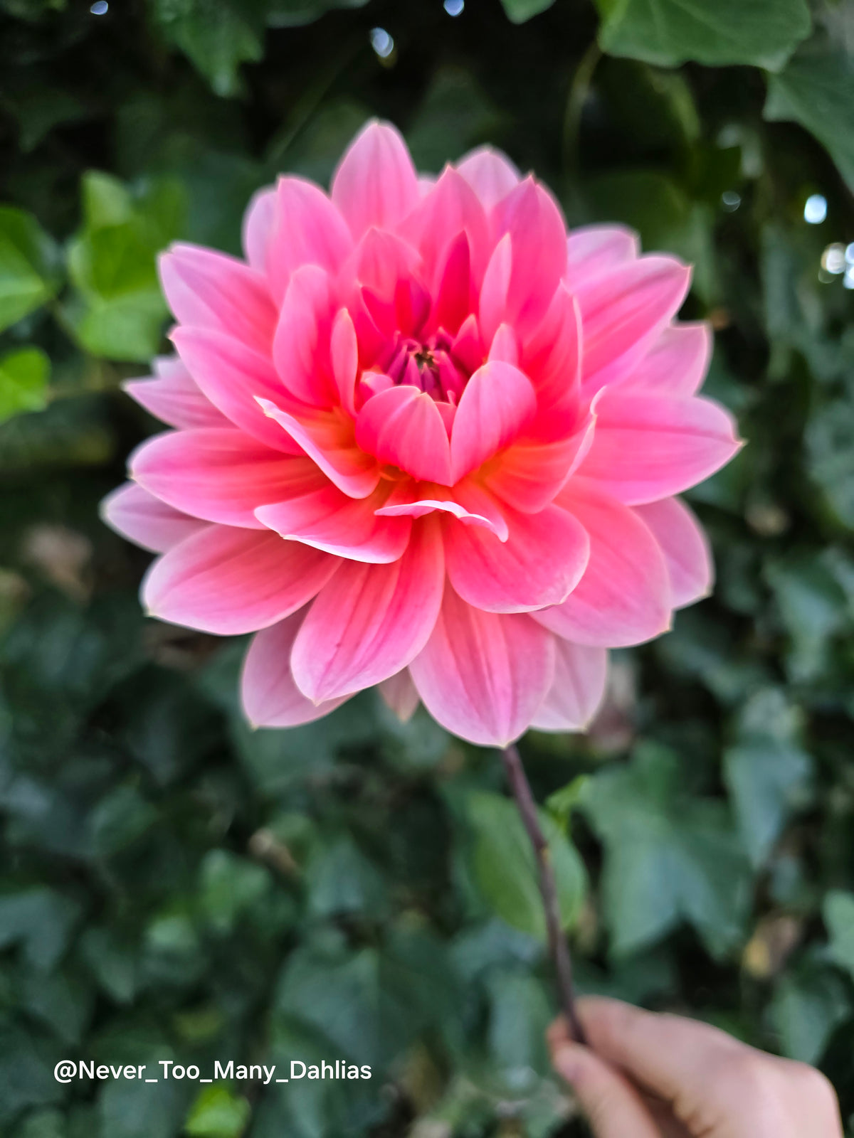 Apricot Desire