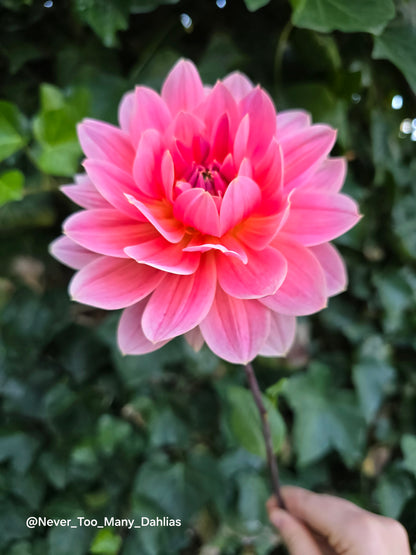 Apricot Desire