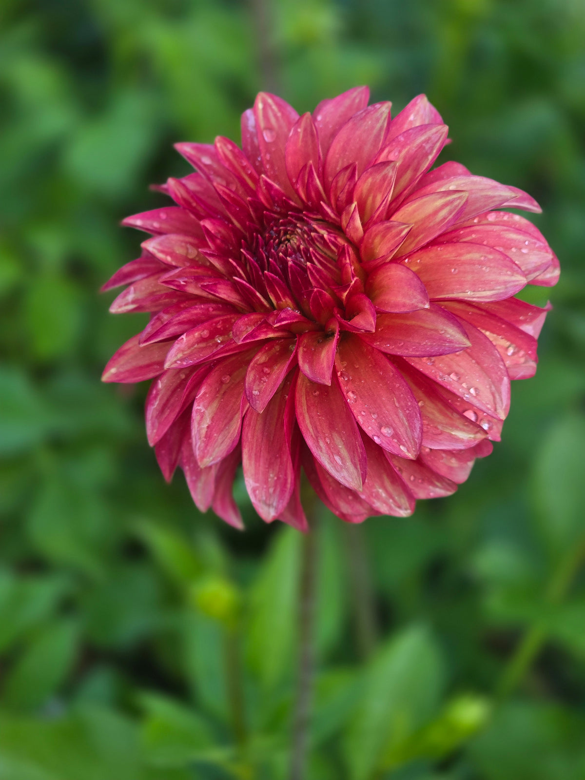 Clearview Cinnabar