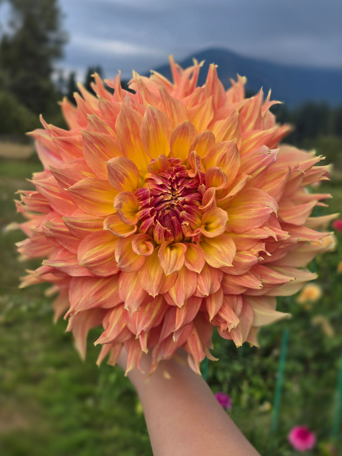 Rhanna Tammy *Limit 1*