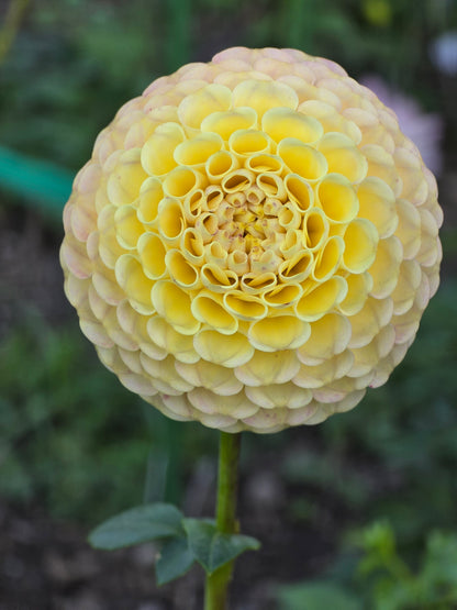 Hapet Compo
