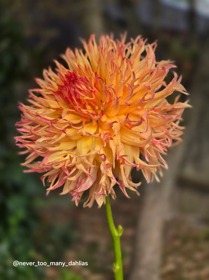 Normandy Orange Fluff