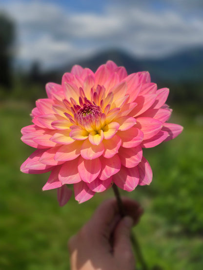 Burfoot Lotus