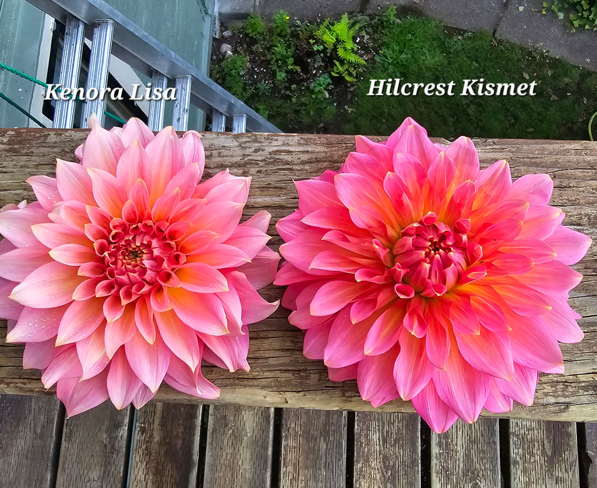 NOT Hilcret Kismet