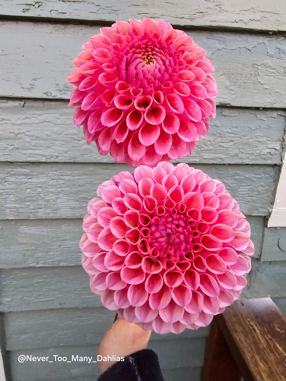 US Bracken Rose