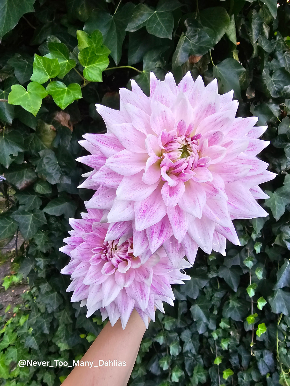BJ's Dusty Rose