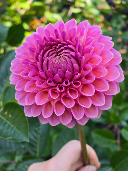 Westerton Pearl