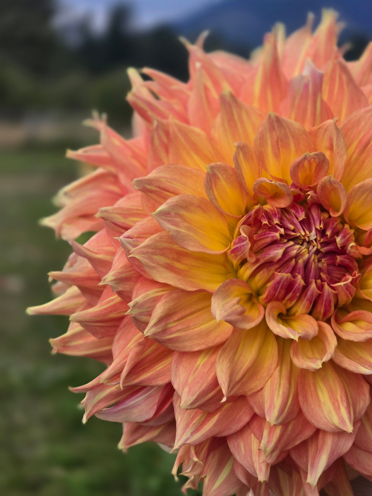 Rhanna Tammy *Limit 1*