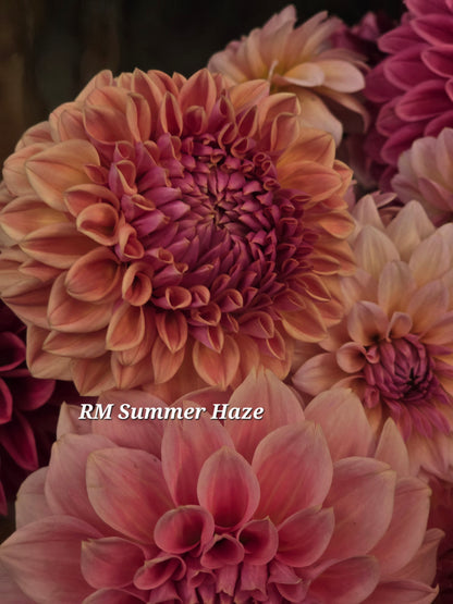 RM Summer Haze