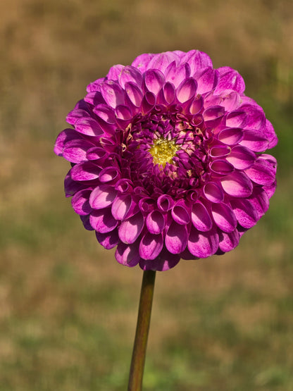 Ulijey