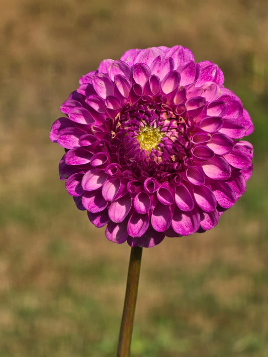 Ulijey