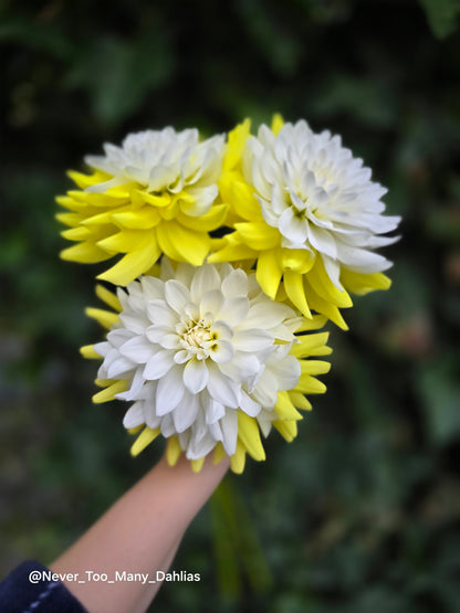 Sternschnuppe