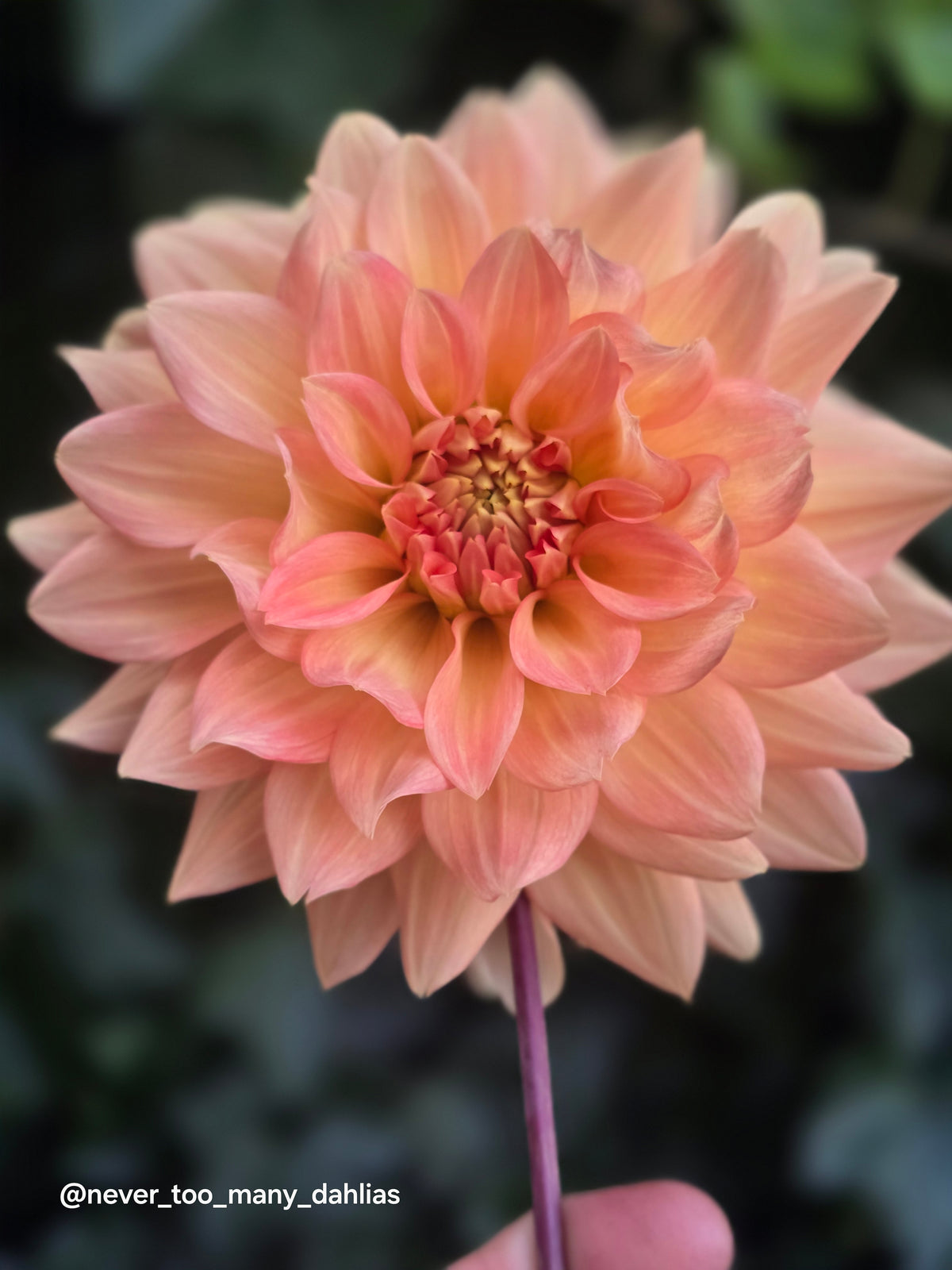 Peach Delight