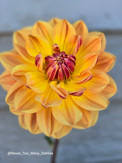 Hollyhill Golden Glow