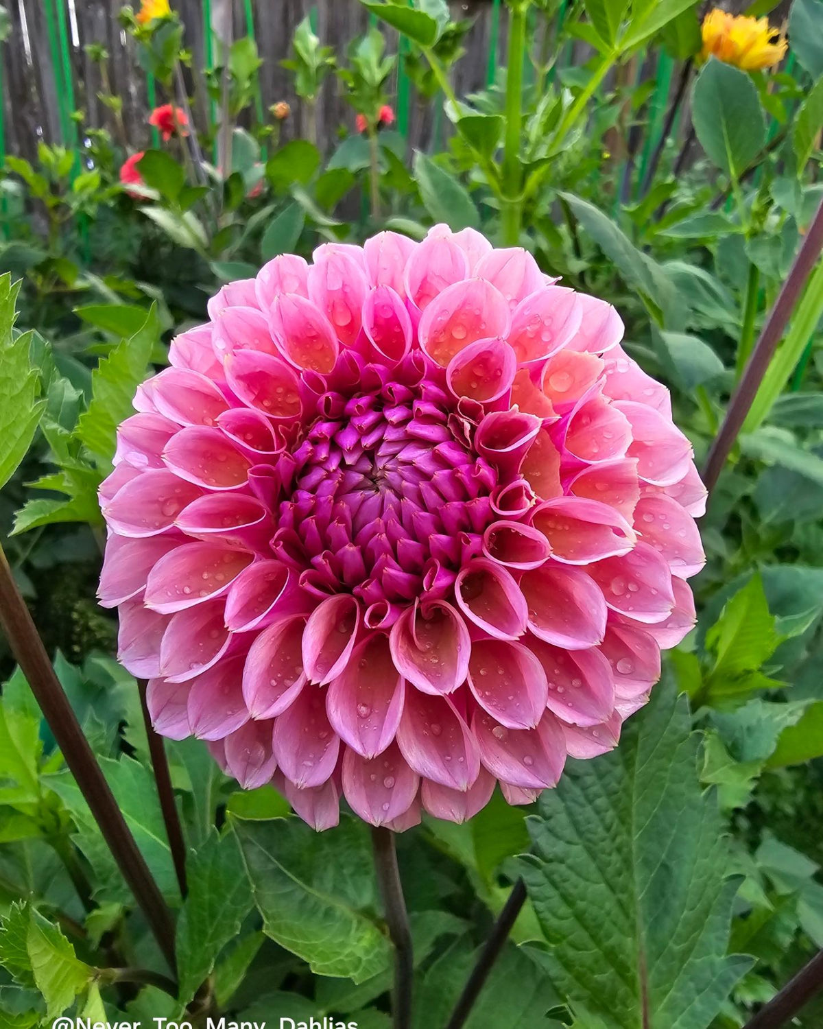 US Bracken Rose