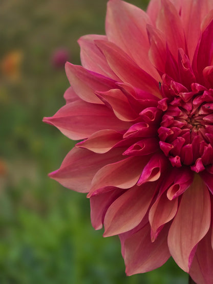 Everbloom Rosé