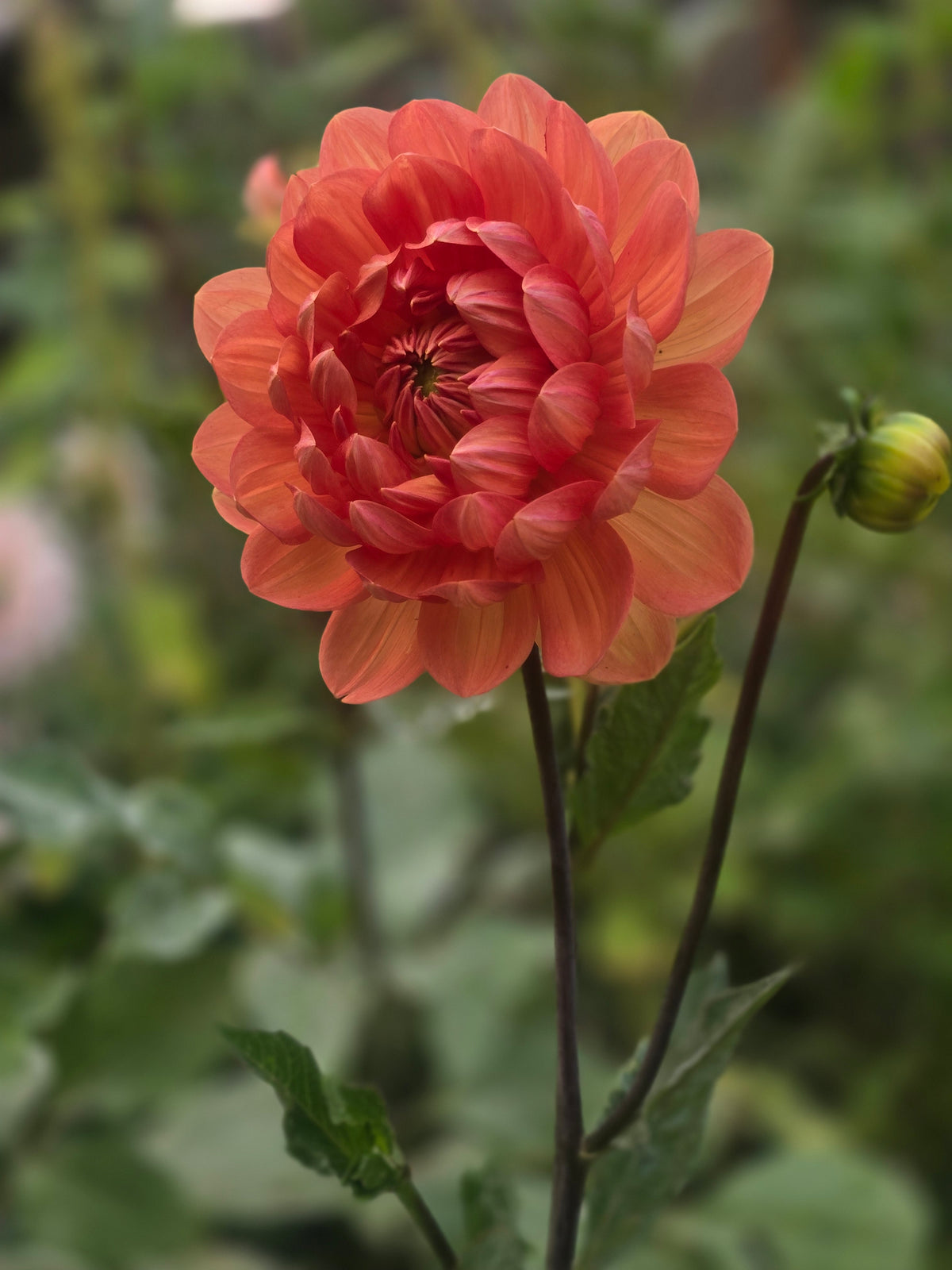 Hollyhill Sophia 2