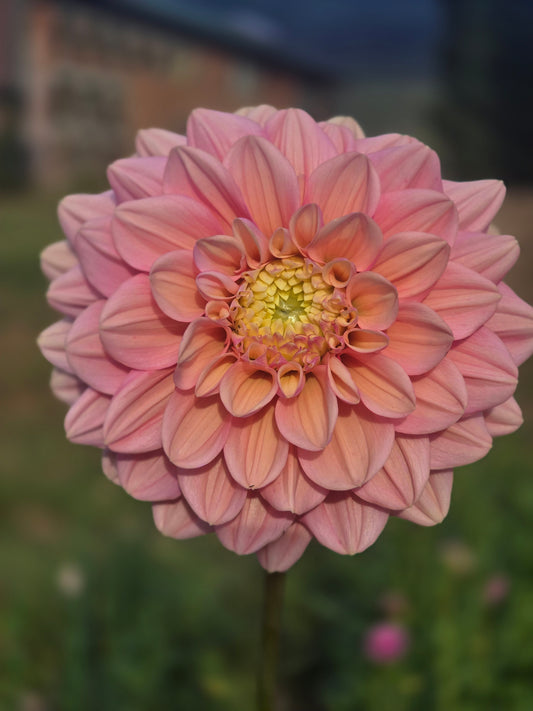 Florelie Kindness *Limit 1*
