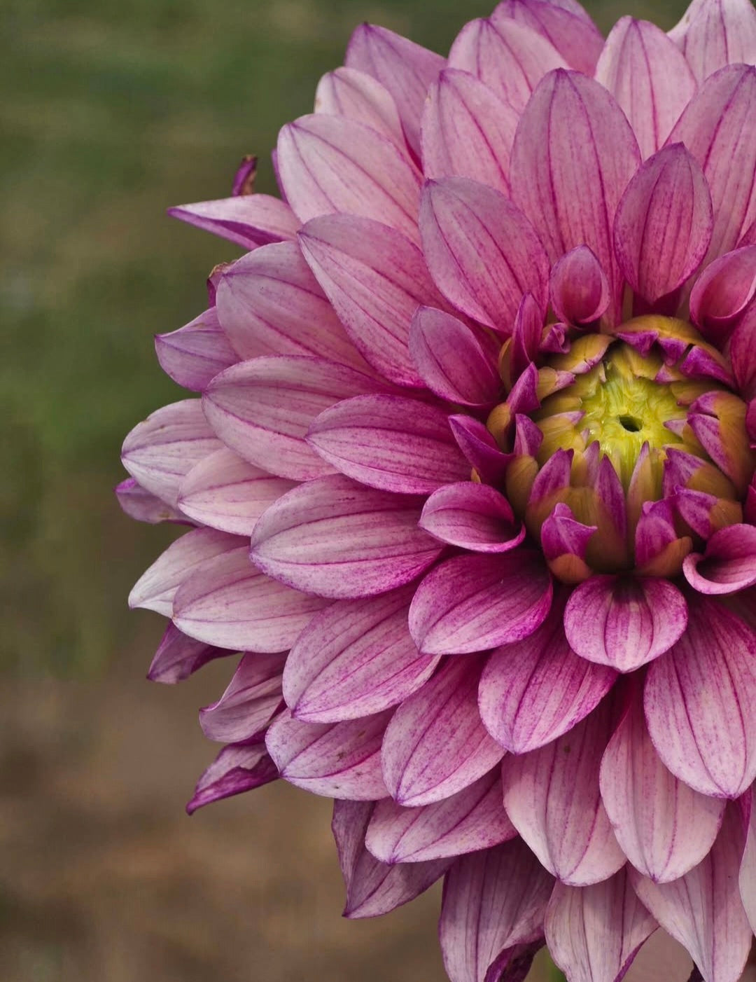 Purple Lined Idylle