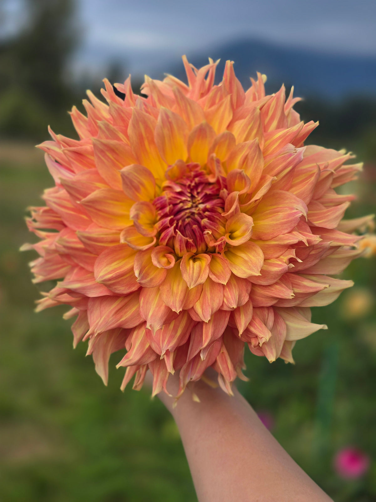 Rhanna Tammy *Limit 1*