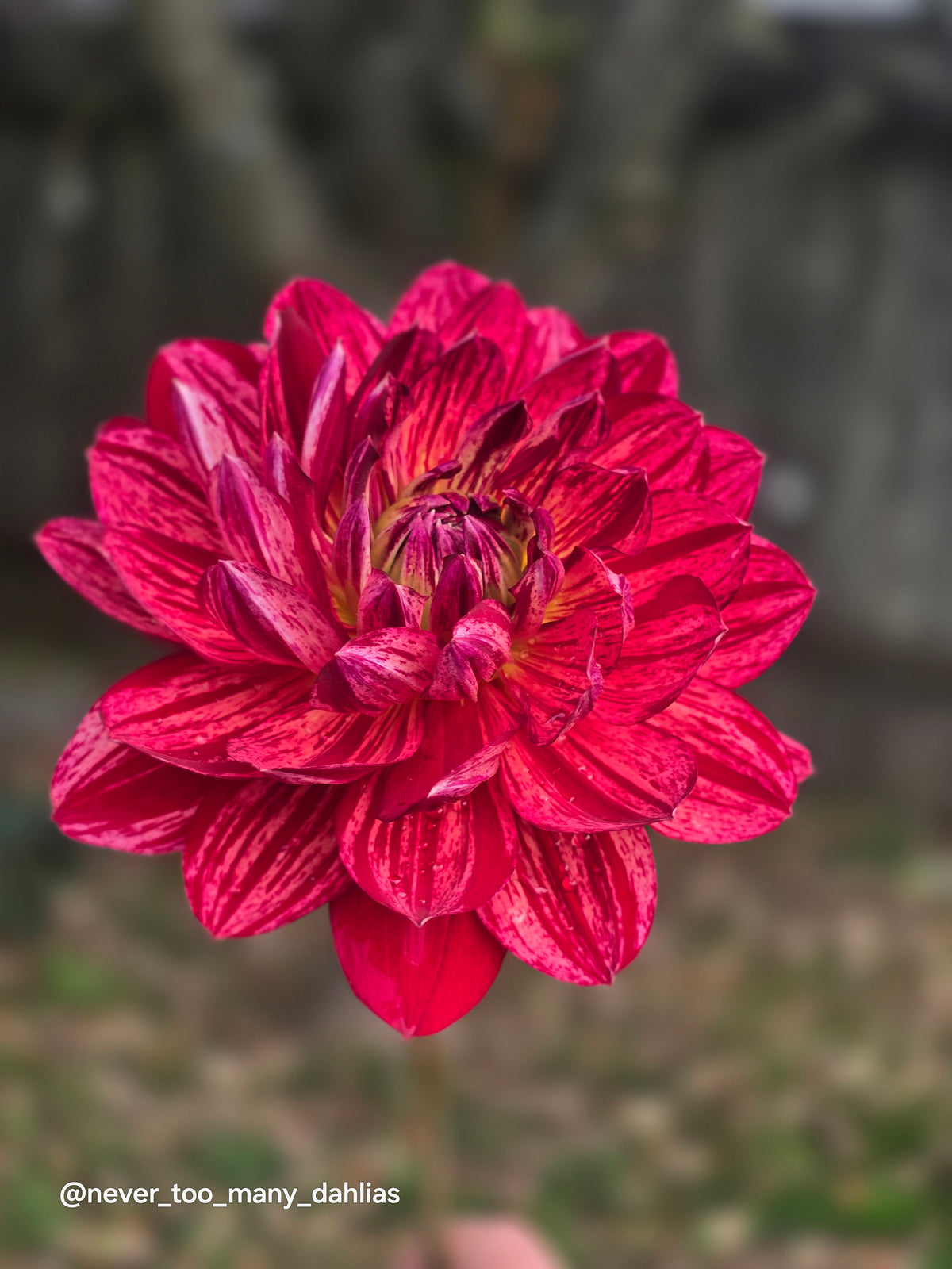Hollyhill Tiger Rose