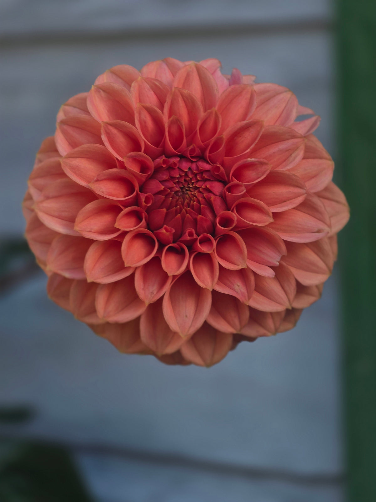 KA Keltie Rose