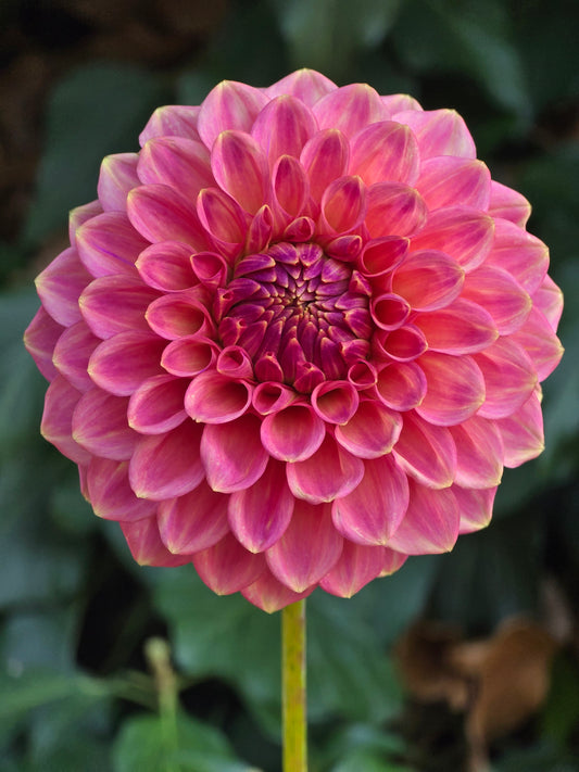 Florelie Flamingo *Limit 1*