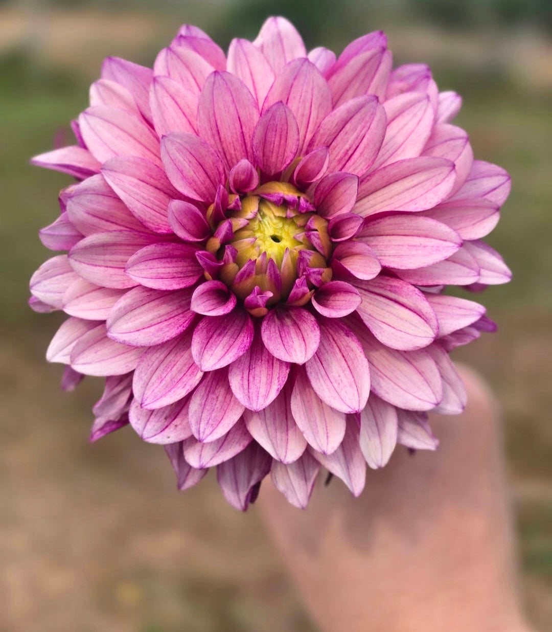 Purple Lined Idylle