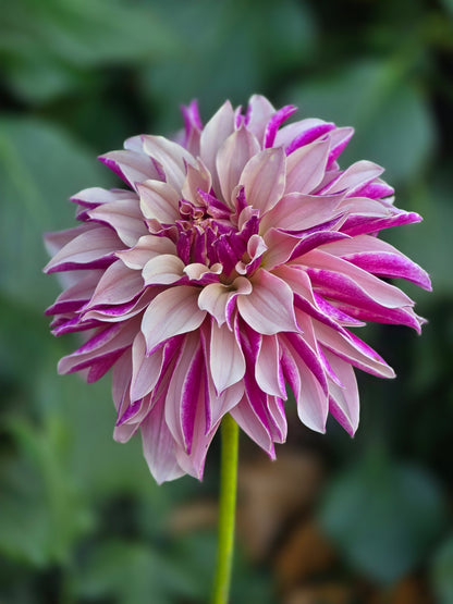 River's Artichoke