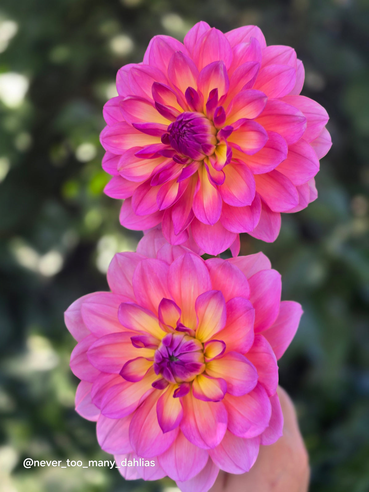 Sandia Rose