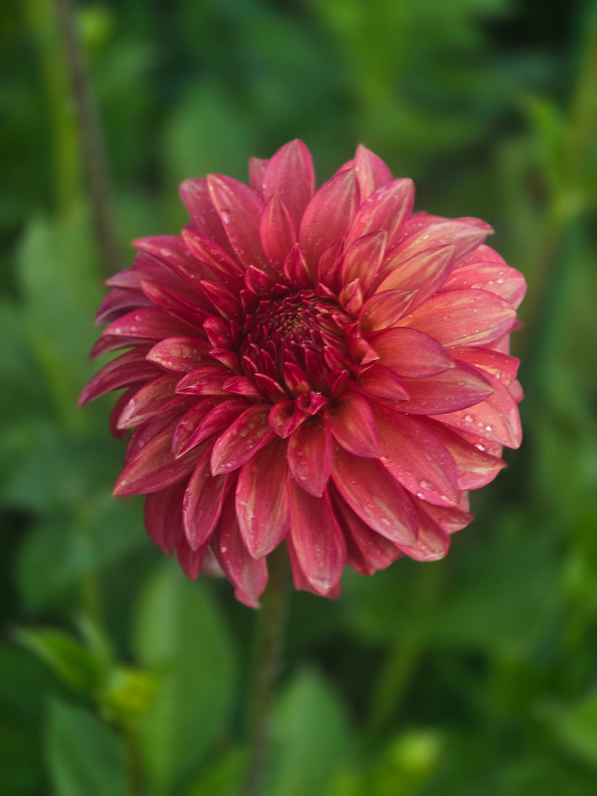 Clearview Cinnabar