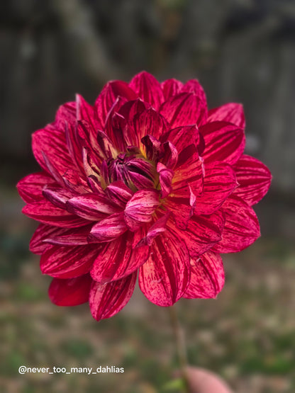 Hollyhill Tiger Rose