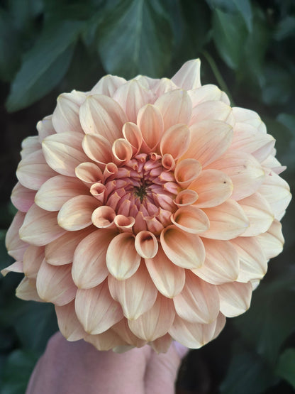 RM Peachy Pink